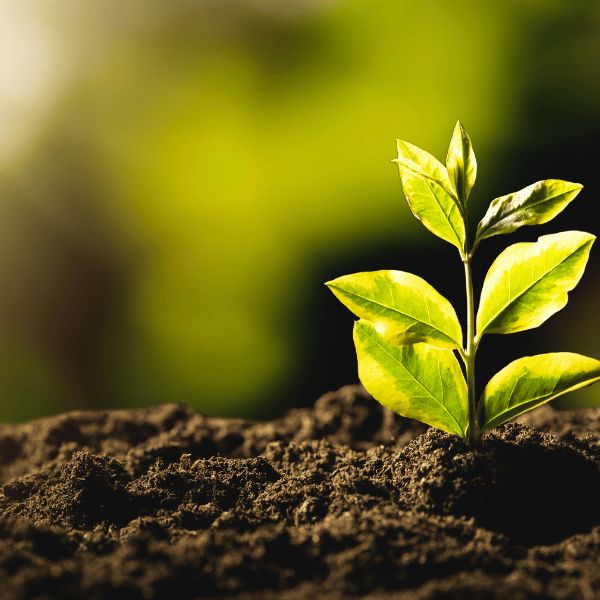 4_4b9c7629-bff7-48e4-b6b2-2837f7f2f35a.png$ ganz24